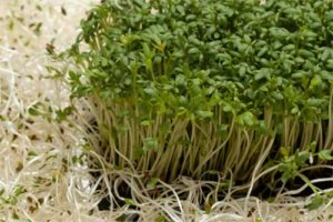 Pehuenches Ubicación, Caracteristicas, Cultura y Mas