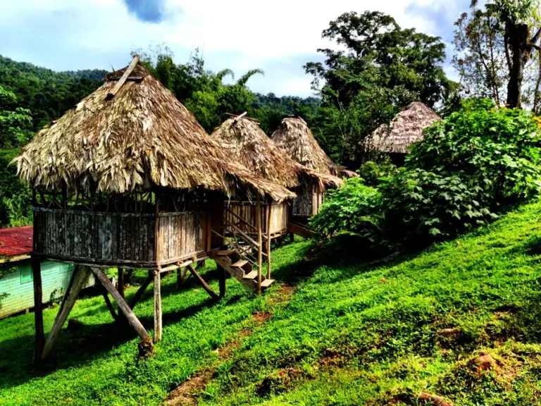 Bri bri, descubre todo sobre ellos características, ubicación y más